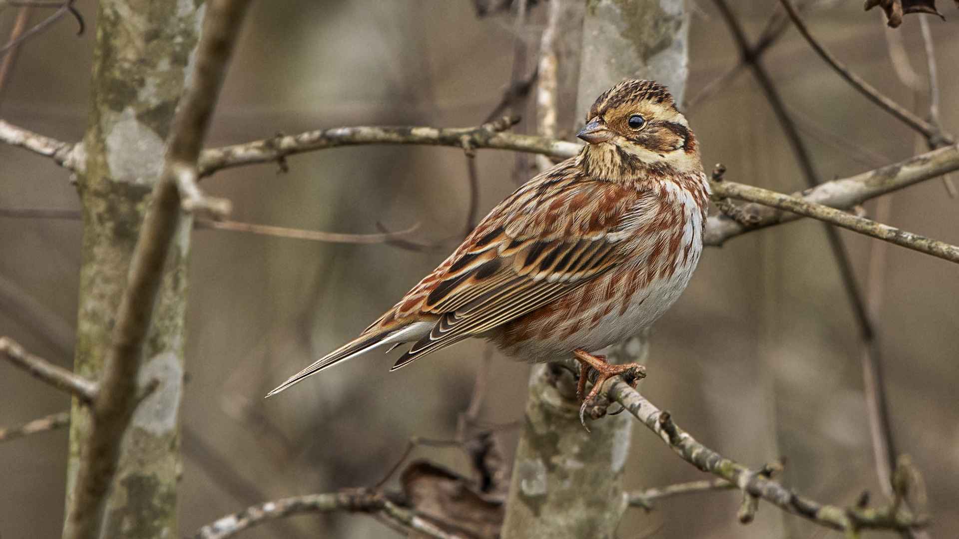 Rustic Bunting
